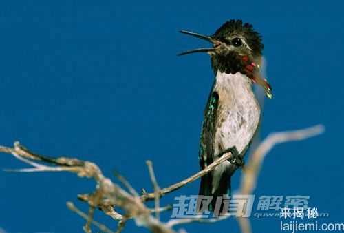 盘点不可思议娇小动物：蜂鸟竟然仅重2克719 / 作者:UFO来啦 / 帖子ID:65027
