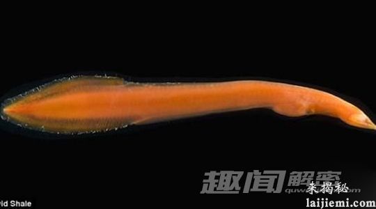 神奇！科学家在大西洋底部发现“小飞象”744 / 作者:UFO来啦 / 帖子ID:65292