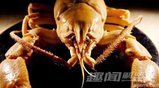 劲爆！盘点全球“千年成妖”的动物401 / 作者:UFO来啦 / 帖子ID:62361