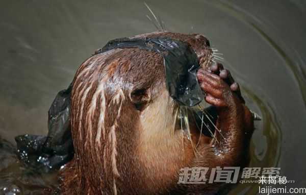 摄影师抓拍：水獭领地争夺拳击战！966 / 作者:UFO来啦 / 帖子ID:64053