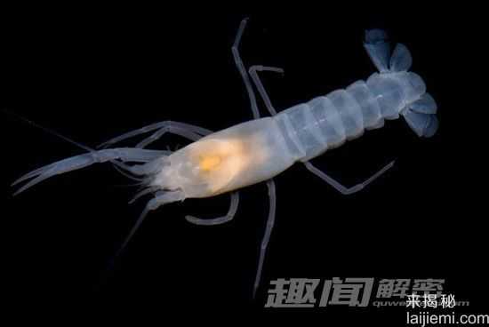 11种奇特的盲动物：盲螯虾寿命超176年779 / 作者:UFO来啦 / 帖子ID:61110