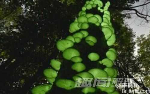 日本惊现会发绿光的蘑菇10 / 作者:UFO来啦 / 帖子ID:64117