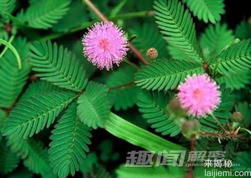 十大奇异植物 迷幻类植物外表迷人388 / 作者:UFO来啦 / 帖子ID:62410