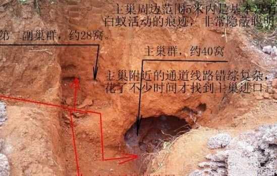 男子挖出巨型蚁穴：活捉30岁蚁后391 / 作者:UFO来啦 / 帖子ID:64981
