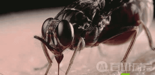 世界上15大致命生物排行榜 ：蚊子每年致75万人死亡，更可怕的是人类681 / 作者:UFO来啦 / 帖子ID:61560
