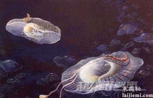 生物进化的十大奇迹 超个体现象776 / 作者:UFO来啦 / 帖子ID:64963
