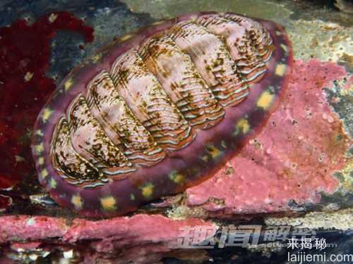 奇异！盘点世界十大色彩斑斓的海洋生物483 / 作者:UFO来啦 / 帖子ID:63453