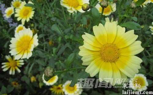 植物也会得性病 传播方式比人类直接798 / 作者:UFO来啦 / 帖子ID:64447
