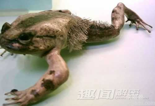 盘点十大怪诞蛙类 史前巨型魔鬼蛙673 / 作者:UFO来啦 / 帖子ID:65126