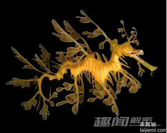 神奇！十大酷似外星生物的神奇动物482 / 作者:UFO外星人爱好者 / 帖子ID:57781
