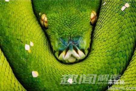 七种大自然著名毒蛇：美丽的死亡使者586 / 作者:UFO来啦 / 帖子ID:61343