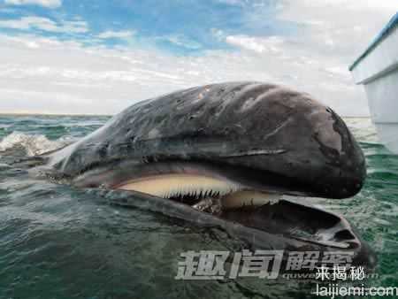 牙齿奇特的十种生物-似人齿的鱿鱼459 / 作者:UFO来啦 / 帖子ID:64823