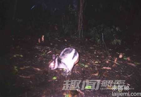世界九大怪异动物：行走鱼vs幽灵蝙蝠806 / 作者:UFO来啦 / 帖子ID:61757