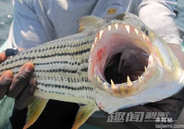 揭秘！凶猛“水怪”水虎鱼能吃掉鳄鱼319 / 作者:UFO来啦 / 帖子ID:64019