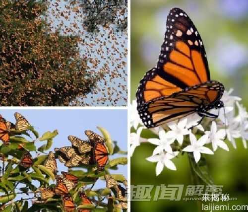 全球十大不可思议的动物迁徙253 / 作者:UFO来啦 / 帖子ID:62163