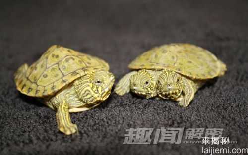 美国惊现连体双头龟 活像银元宝416 / 作者:UFO爱好者 / 帖子ID:66799
