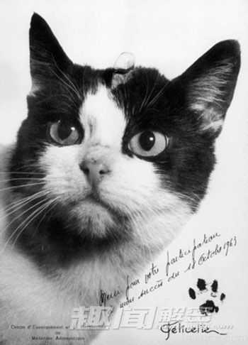 盘点科学史上12只猫：荧光猫或抗艾滋112 / 作者:UFO来啦 / 帖子ID:65165