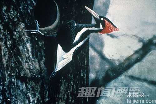 10种已灭绝但仍可能存在的远古动物316 / 作者:UFO来啦 / 帖子ID:61150