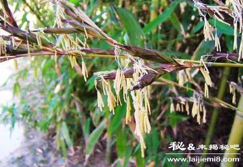 竹子开花竹子就会死吗42 / 作者:UFO来啦 / 帖子ID:65428 竹子开花竹子就会死吗42 / 作者:UFO来啦 / 帖子ID:65428