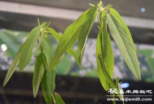 跳舞草即风流草为什么会跳舞132 / 作者:UFO来啦 / 帖子ID:65872 跳舞草即风流草为什么会跳舞132 / 作者:UFO来啦 / 帖子ID:65872