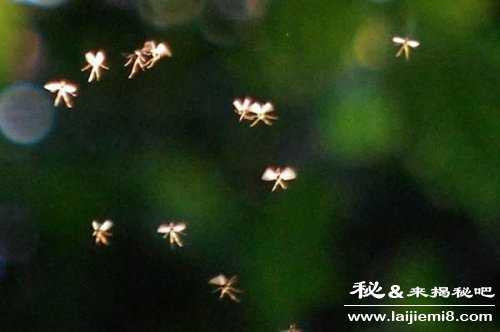 精灵真的存在吗漂亮吗36 / 作者:UFO来啦 / 帖子ID:65439 精灵真的存在吗漂亮吗36 / 作者:UFO来啦 / 帖子ID:65439