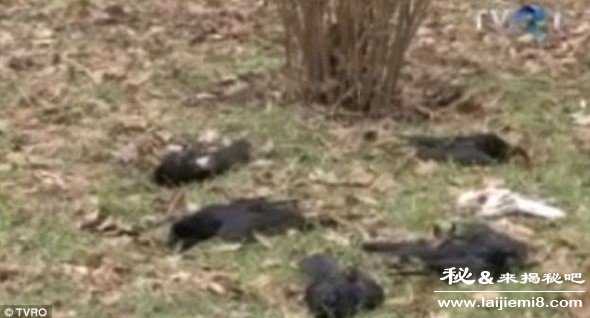 鸟类动物为什么集体自杀263 / 作者:UFO来啦 / 帖子ID:66236