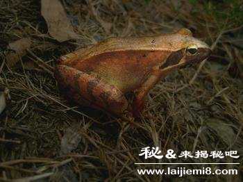 杀人蛙真的能杀人吗346 / 作者:UFO来啦 / 帖子ID:64291 杀人蛙真的能杀人吗346 / 作者:UFO来啦 / 帖子ID:64291