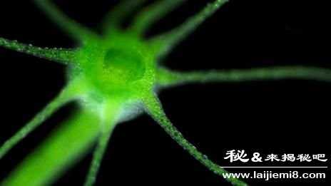 怎么才能长生不老4 / 作者:UFO来啦 / 帖子ID:63773
