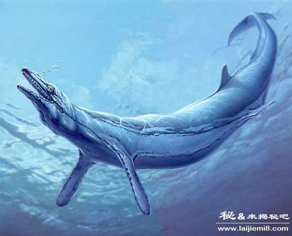 龙王鲸vs巨齿鲨谁会赢941 / 作者:UFO外星人爱好者 / 帖子ID:60210 龙王鲸vs巨齿鲨谁会赢941 / 作者:UFO外星人爱好者 / 帖子ID:60210
