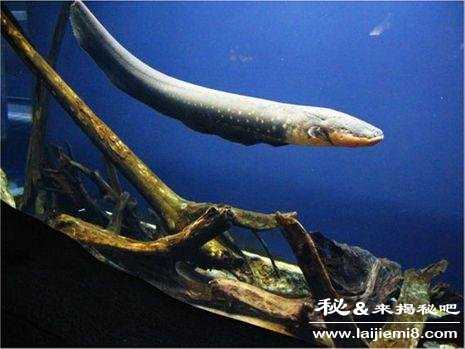 电鳗能电死人吗276 / 作者:UFO外星人爱好者 / 帖子ID:60023 电鳗能电死人吗276 / 作者:UFO外星人爱好者 / 帖子ID:60023
