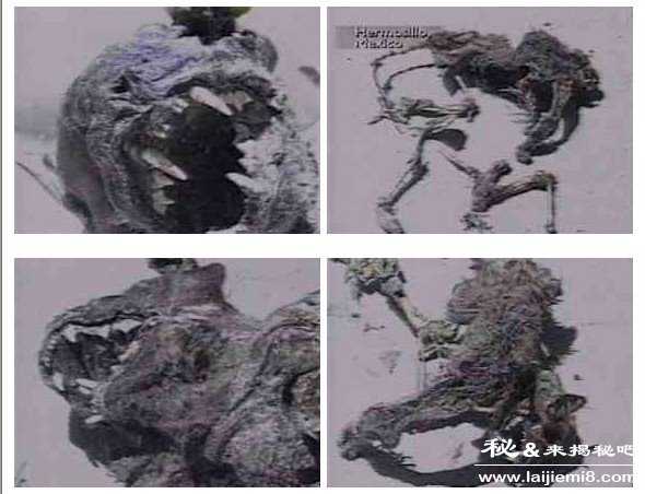 吸血怪兽卓柏卡布拉真实模样图片755 / 作者:UFO外星人爱好者 / 帖子ID:60025