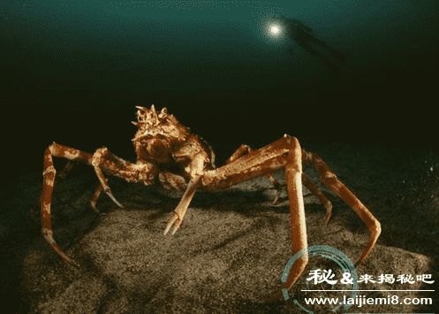 水怪之谜深海大水怪长什么样子402 / 作者:UFO来啦 / 帖子ID:64575