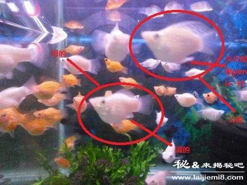 鱼为什么能变性340 / 作者:UFO来啦 / 帖子ID:66221 鱼为什么能变性340 / 作者:UFO来啦 / 帖子ID:66221