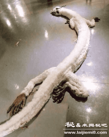 捕获真龙是真的吗224 / 作者:UFO外星人爱好者 / 帖子ID:60038 捕获真龙是真的吗224 / 作者:UFO外星人爱好者 / 帖子ID:60038