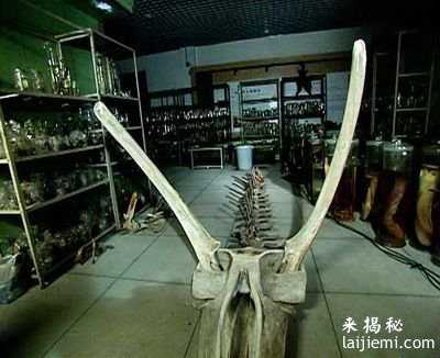 1934年营口真龙被首次发现【组图、清晰】701 / 作者:UFO来啦 / 帖子ID:61178 1934年营口真龙被首次发现【组图、清晰】701 / 作者:UFO来啦 / 帖子ID:61178