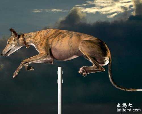 跳得最高的狗342 / 作者:UFO爱好者 / 帖子ID:66894