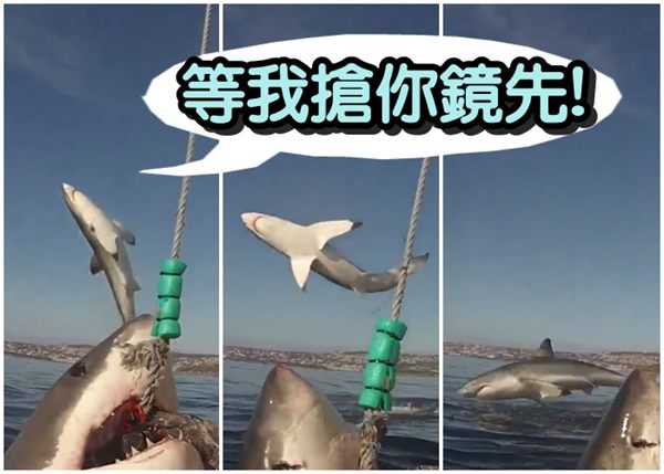 恐怖：鲨鱼飞身咬断船索【图】939 / 作者:UFO外星人爱好者 / 帖子ID:58129