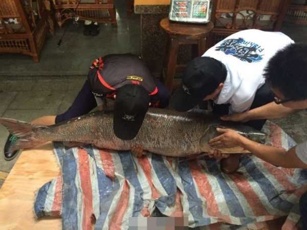 父子钓起百斤鳡鱼【多图】903 / 作者:UFO外星人爱好者 / 帖子ID:59301