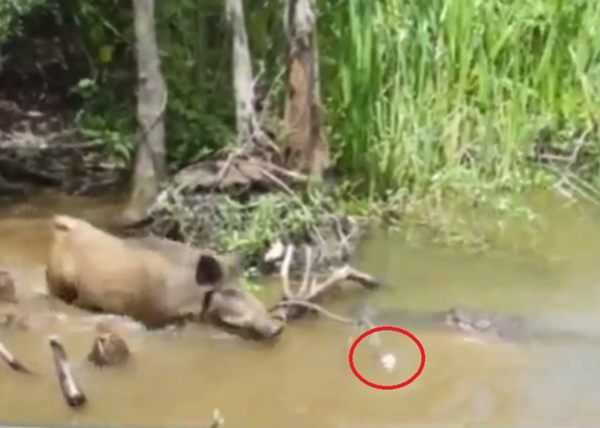 游客引野猪下河 惨遭鳄鱼吞食【视频】914 / 作者:UFO爱好者 / 帖子ID:66686 游客引野猪下河 惨遭鳄鱼吞食【视频】914 / 作者:UFO爱好者 / 帖子ID:66686