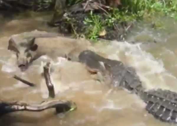 游客引野猪下河 惨遭鳄鱼吞食【视频】339 / 作者:UFO爱好者 / 帖子ID:66686 游客引野猪下河 惨遭鳄鱼吞食【视频】339 / 作者:UFO爱好者 / 帖子ID:66686