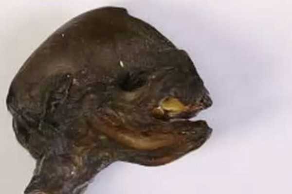 俄罗斯核电厂附近发现不明生物遗骸【图文】754 / 作者:UFO来啦 / 帖子ID:66390 俄罗斯核电厂附近发现不明生物遗骸【图文】754 / 作者:UFO来啦 / 帖子ID:66390