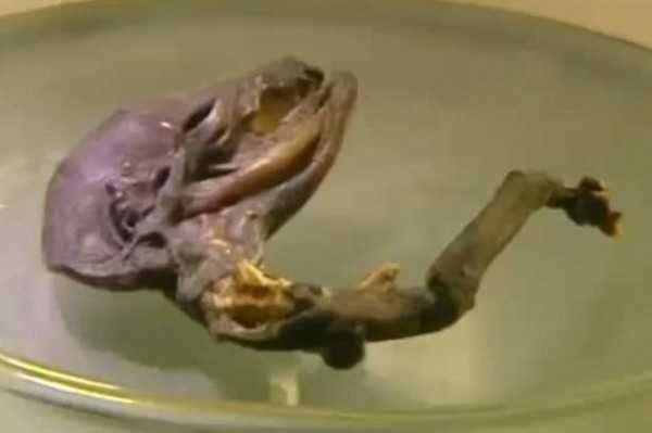 俄罗斯核电厂附近发现不明生物遗骸【图文】490 / 作者:UFO来啦 / 帖子ID:66390 俄罗斯核电厂附近发现不明生物遗骸【图文】490 / 作者:UFO来啦 / 帖子ID:66390