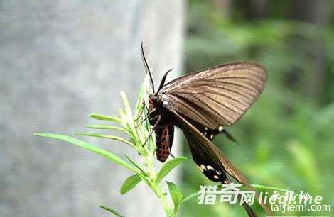 泉港超市遭似ufo不明物闯入750 / 作者:UFO外星人爱好者 / 帖子ID:57220