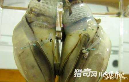 外星文明产物：中国朱洛巴石盘606 / 作者:UFO来啦 / 帖子ID:60930