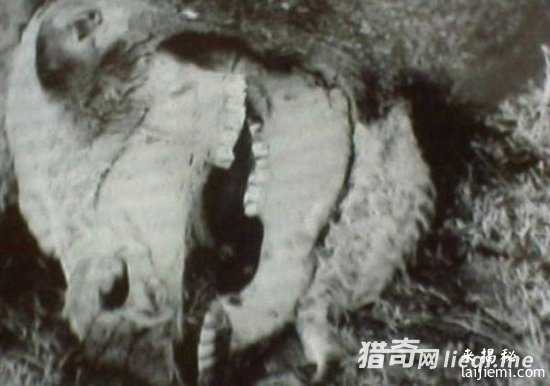 美国惊现外星人肢解牲畜！波及15个州635 / 作者:UFO外星人爱好者 / 帖子ID:57316