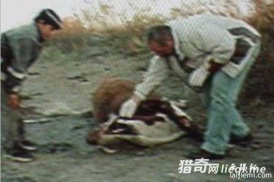 美国惊现外星人肢解牲畜！波及15个州53 / 作者:UFO外星人爱好者 / 帖子ID:57316