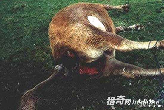 美国惊现外星人肢解牲畜！波及15个州570 / 作者:UFO外星人爱好者 / 帖子ID:57316