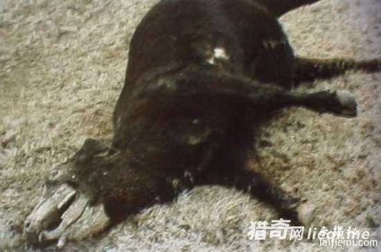 美国惊现外星人肢解牲畜！波及15个州387 / 作者:UFO外星人爱好者 / 帖子ID:57316