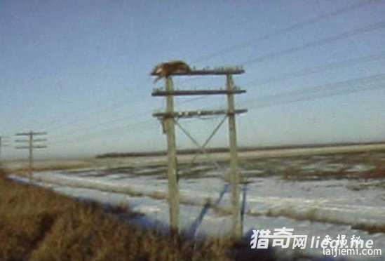 美国惊现外星人肢解牲畜！波及15个州918 / 作者:UFO外星人爱好者 / 帖子ID:57316