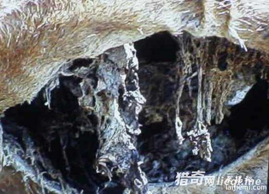 美国惊现外星人肢解牲畜！波及15个州406 / 作者:UFO外星人爱好者 / 帖子ID:57316